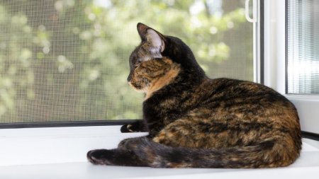 kedi sinekli�i �stanbul, pet screen, �elik telli sineklik, kedi sinekli�i fiyatlar� 2026